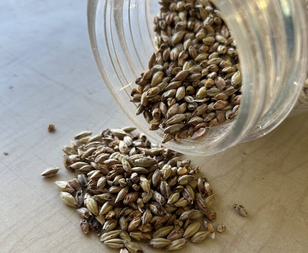 The Lighter Side of Specialty Malt - Brew Your Own