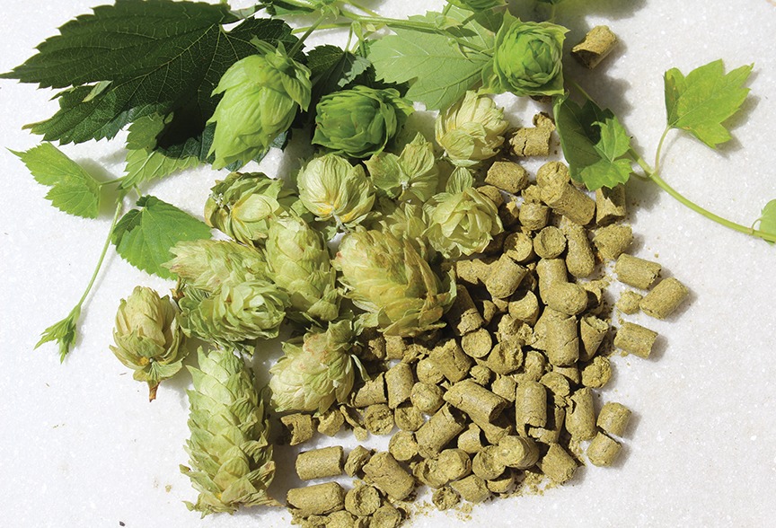hop pellets and whole cone hops along with a hop bine