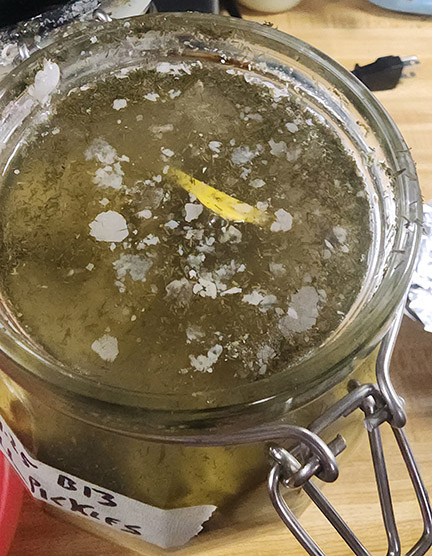 White kahm yeast on top of jar of pickles.
