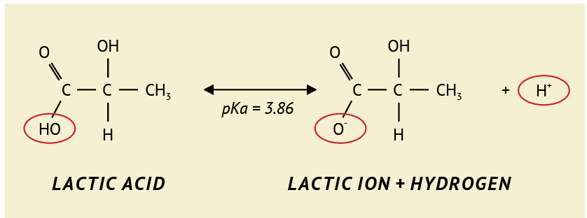 Formulas for lactic acid and lactic ion + hydrogen.
