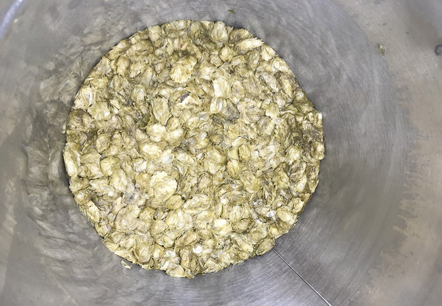Spent hops.