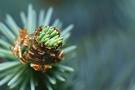 Pine bud.