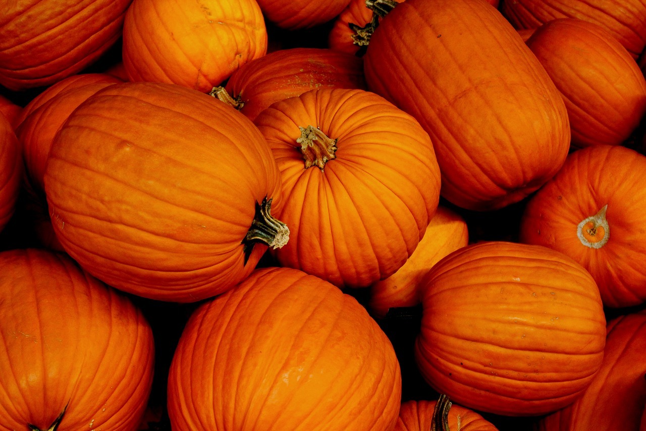 Image result for celebration pumpkin patch
